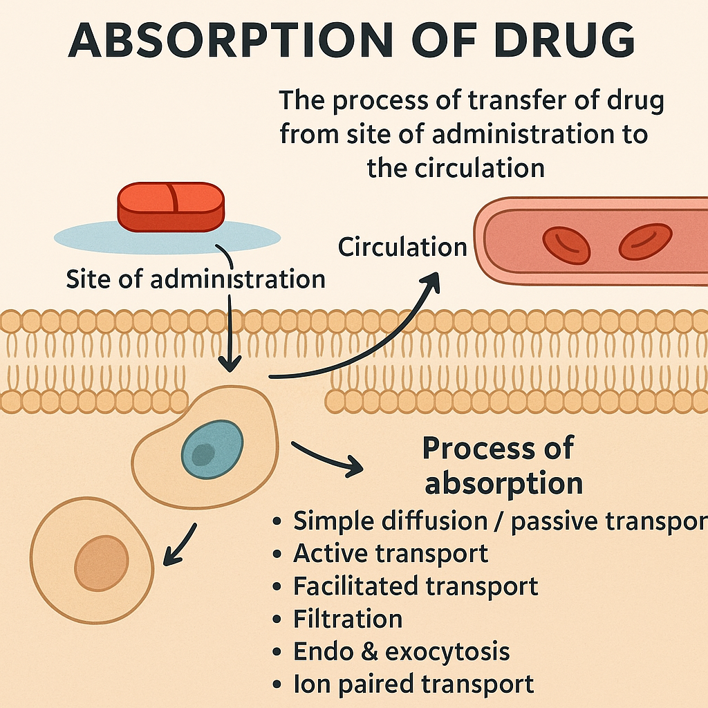 Absorption of Drug